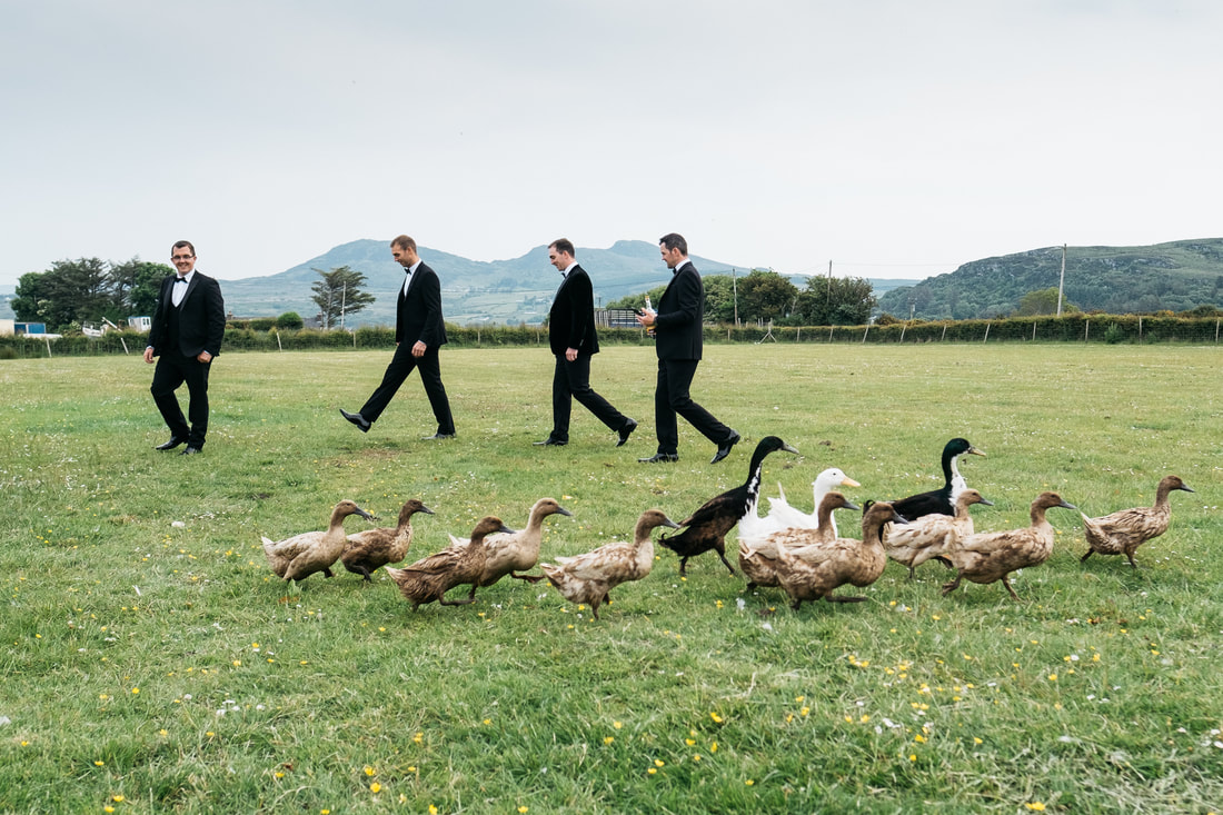 Donegal groom and groomsmen crossed the field in front of the family home, while a gaggle of ducks walk in the opposite direction