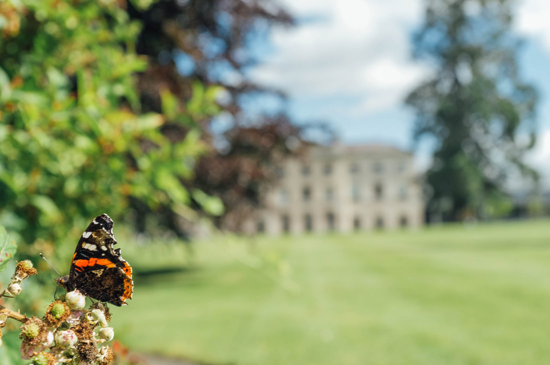 A butterfly in the gardens of Farnham Estate Hotel and Wedding Venue by Patrick Duddy Photography