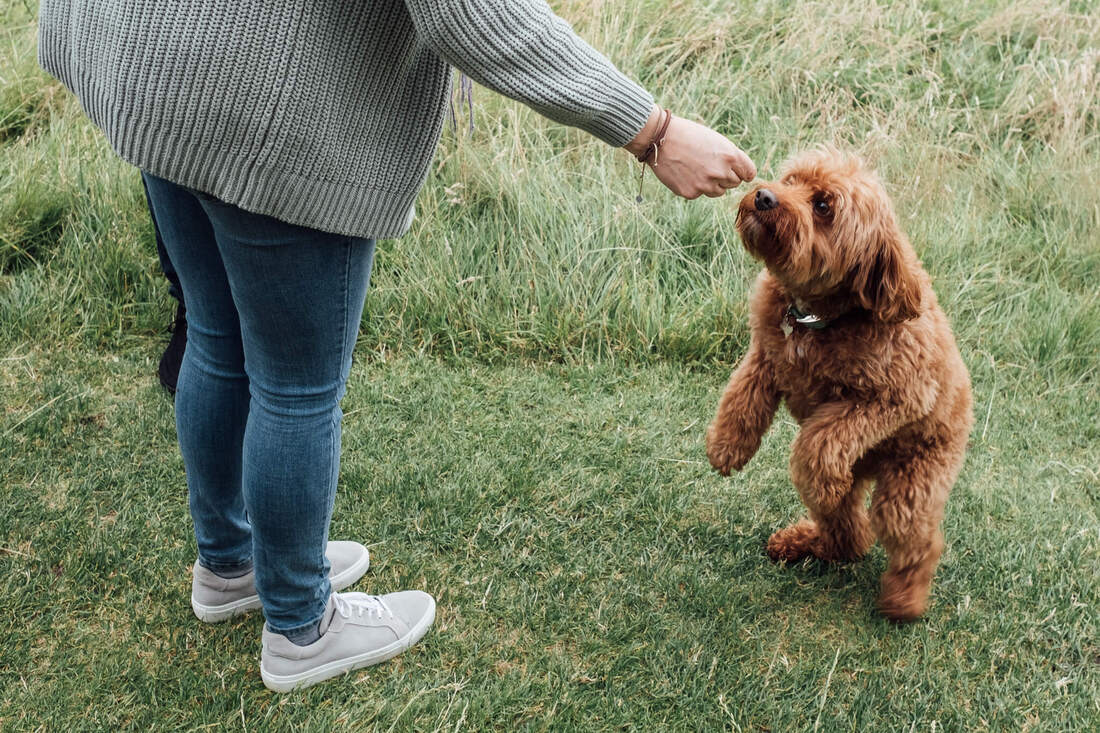 A mum gives the family dog a treat during a relaxed family photoshoot