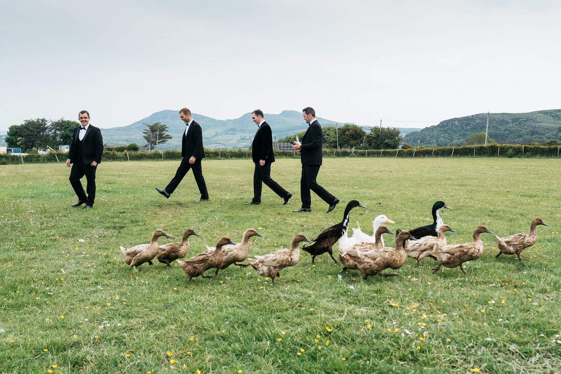 The groom and three groomsmen walking in line across a field, while a flock of ducks walk in the opposite direction on the morning of a Donegal wedding